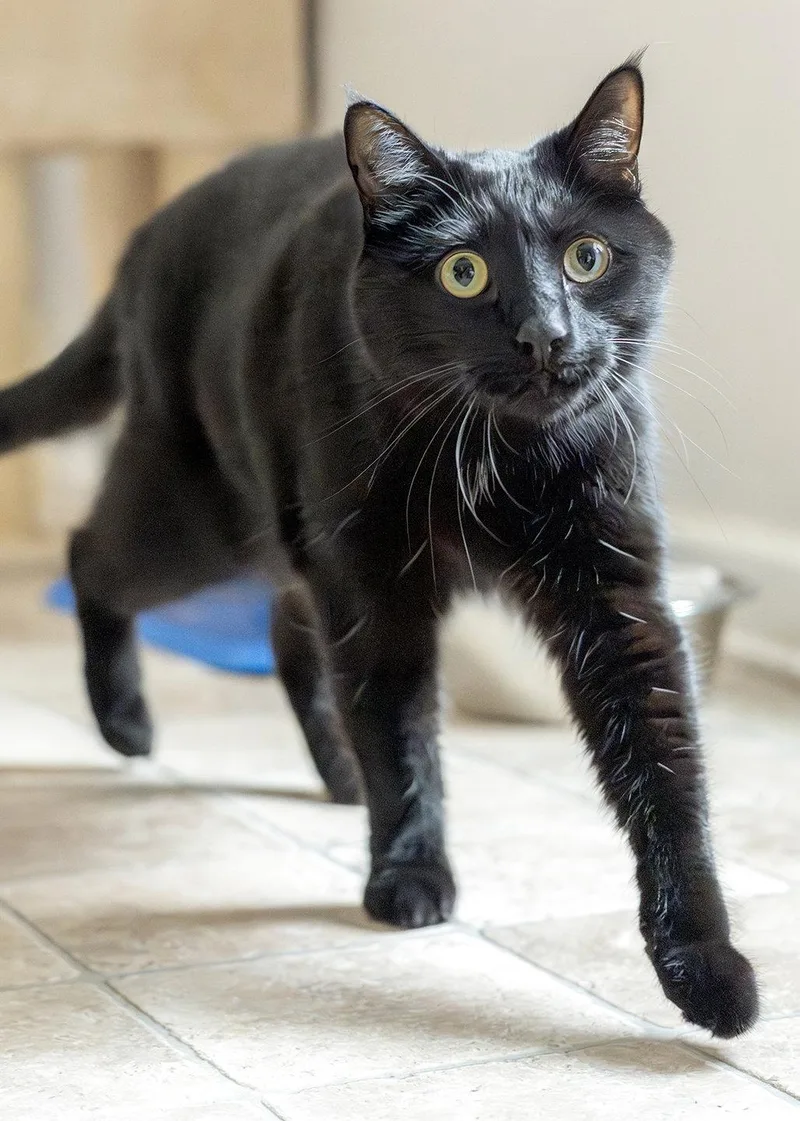 An adult medium-sized male Domestic Short Hair cat named Lance for adoption in Buford, GA