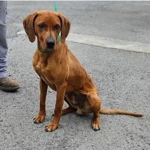 An adult medium-sized male Redbone Coonhound dog named Earl for adoption in Fairfax, VA