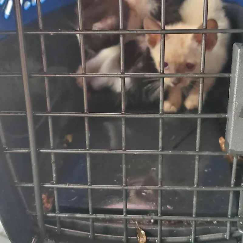 A baby small-sized female Black Domestic Short Hair cat named Leia for adoption in Lake Jackson, TX