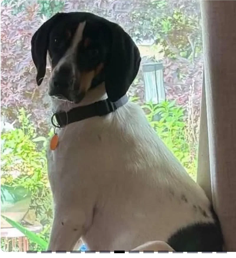 A young medium-sized male Treeing Walker Coonhound dog named Charlie for adoption in WARREN, RI