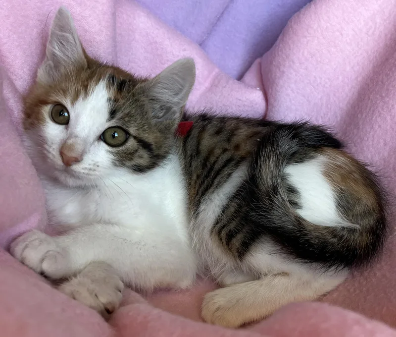A baby medium-sized female Tuxedo cat named Nova for adoption in Hood RIver, OR
