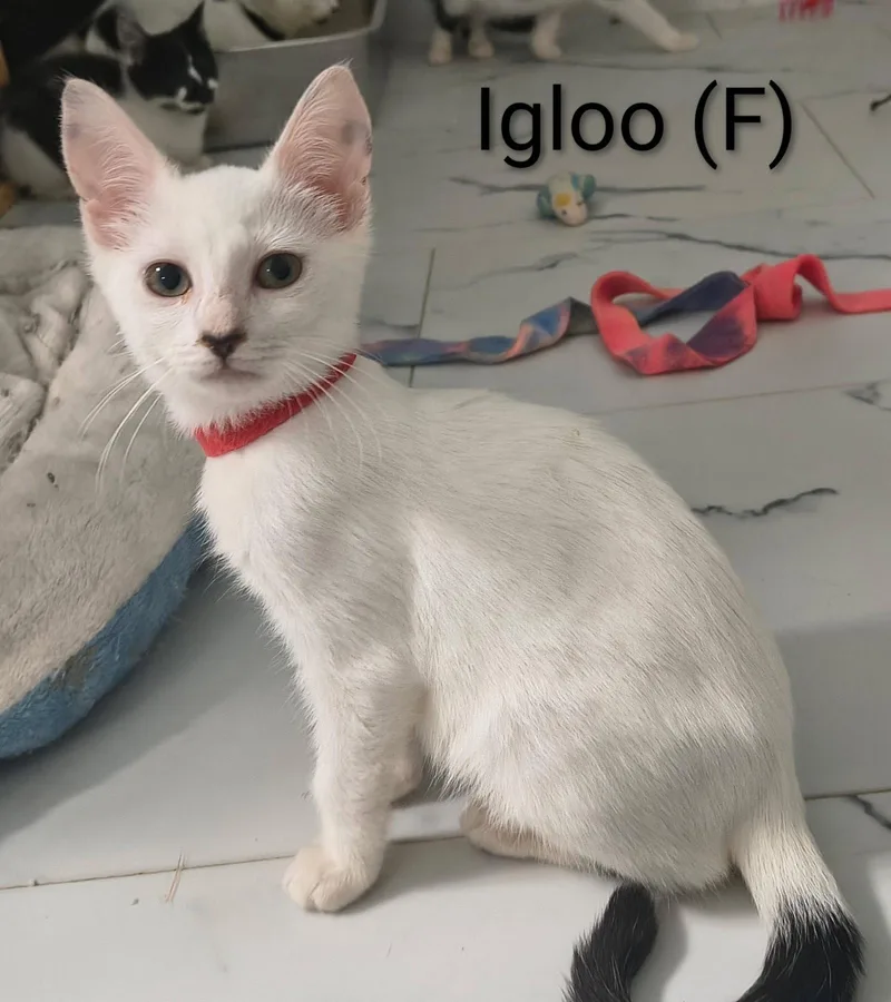 A baby medium-sized female Domestic Short Hair cat named Igloo for adoption in Saugerties, NY