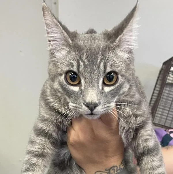 A young small-sized male Domestic Short Hair cat named Ezra for adoption in Victorville, CA