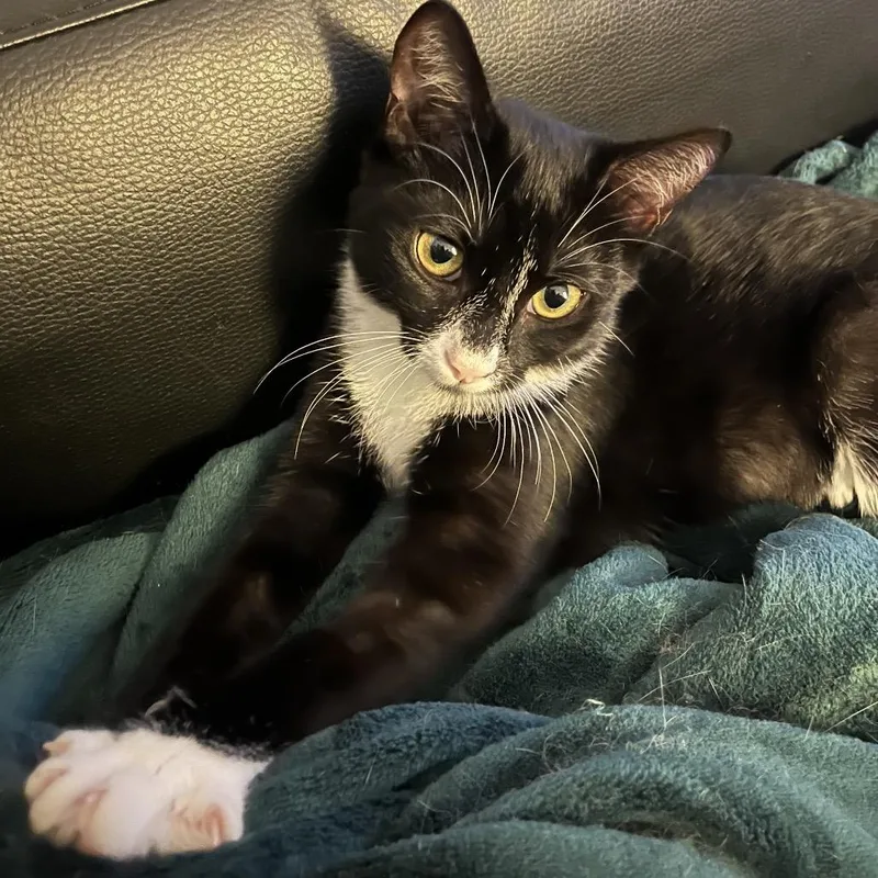 A young small-sized female Black Domestic Short Hair cat named Blossom for adoption in Long Beach, CA