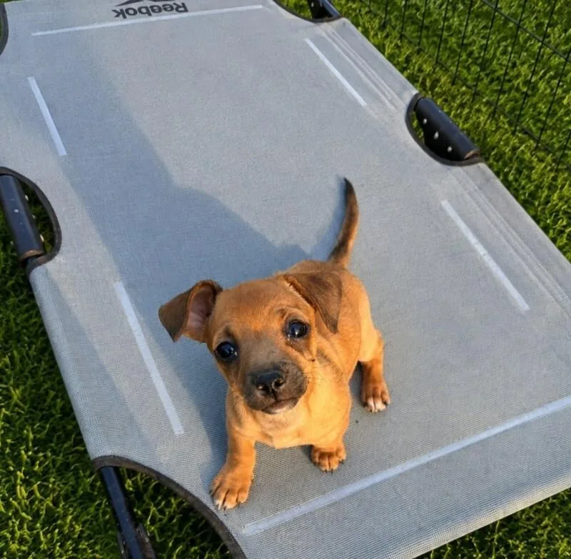 A young small-sized female Yellow / Tan / Blond / Fawn Chihuahua dog named Dixie for adoption in North Bend, WA