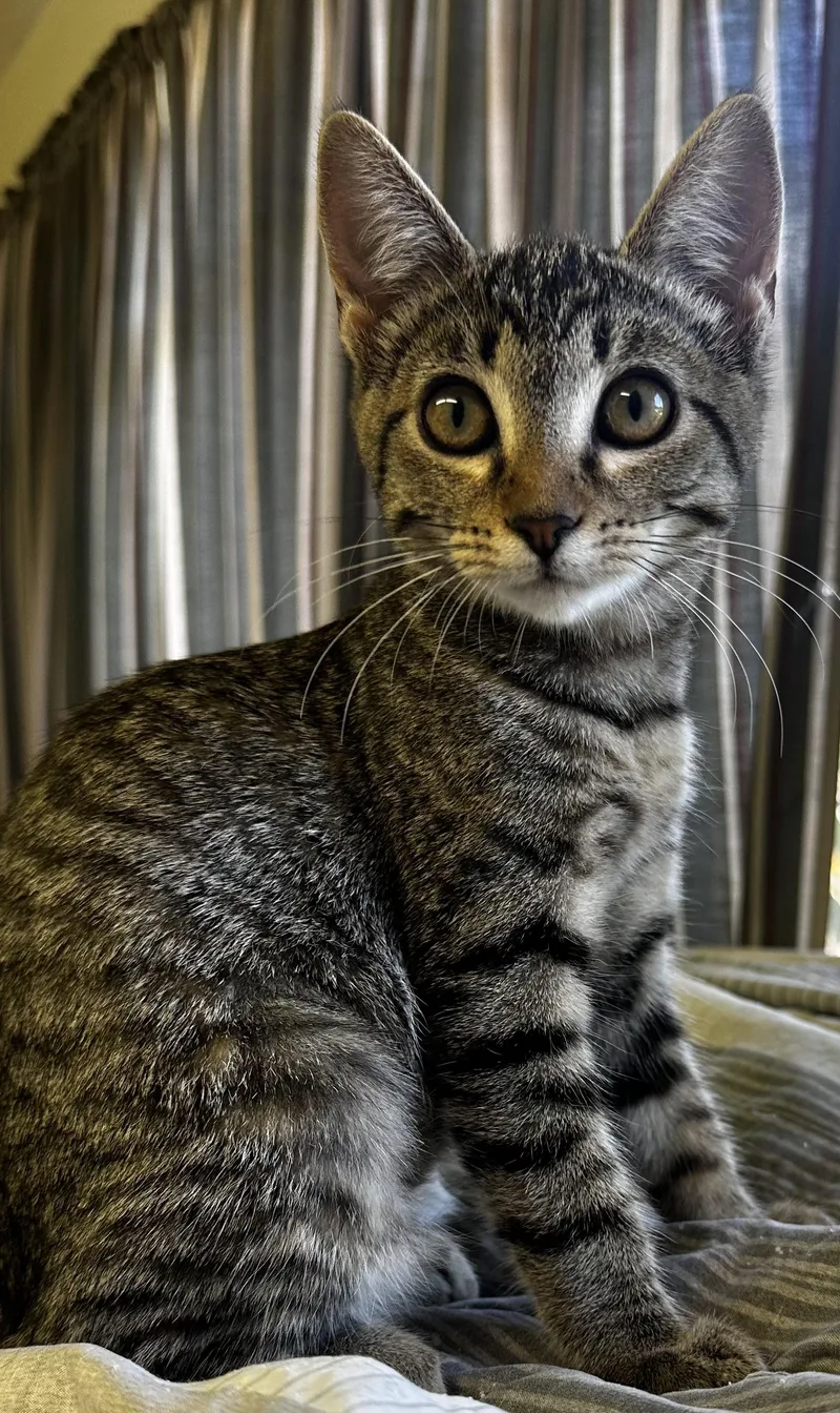 A baby small-sized female Domestic Short Hair cat named Patricia for adoption in Long Beach, CA