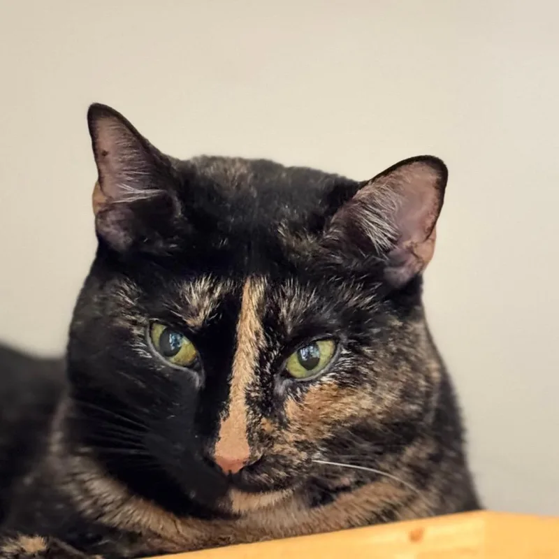 Milli Vanilli thumbnail 2