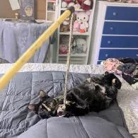 Milli Vanilli thumbnail 4