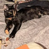 Milli Vanilli thumbnail 5