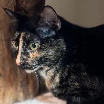 Milli Vanilli thumbnail 6