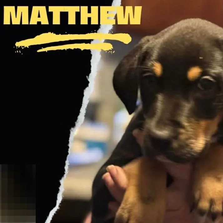 Matthew thumbnail 2