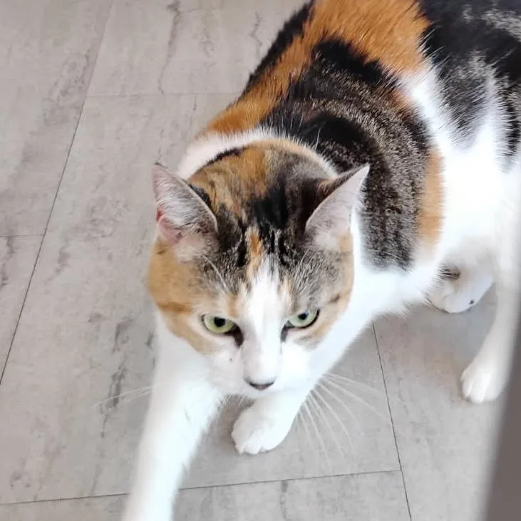 Skye