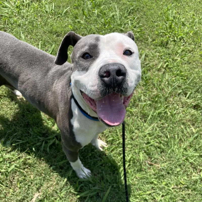 An adult large-sized male White / Cream Mixed Breed dog named Dantes for adoption in Chattanooga, TN