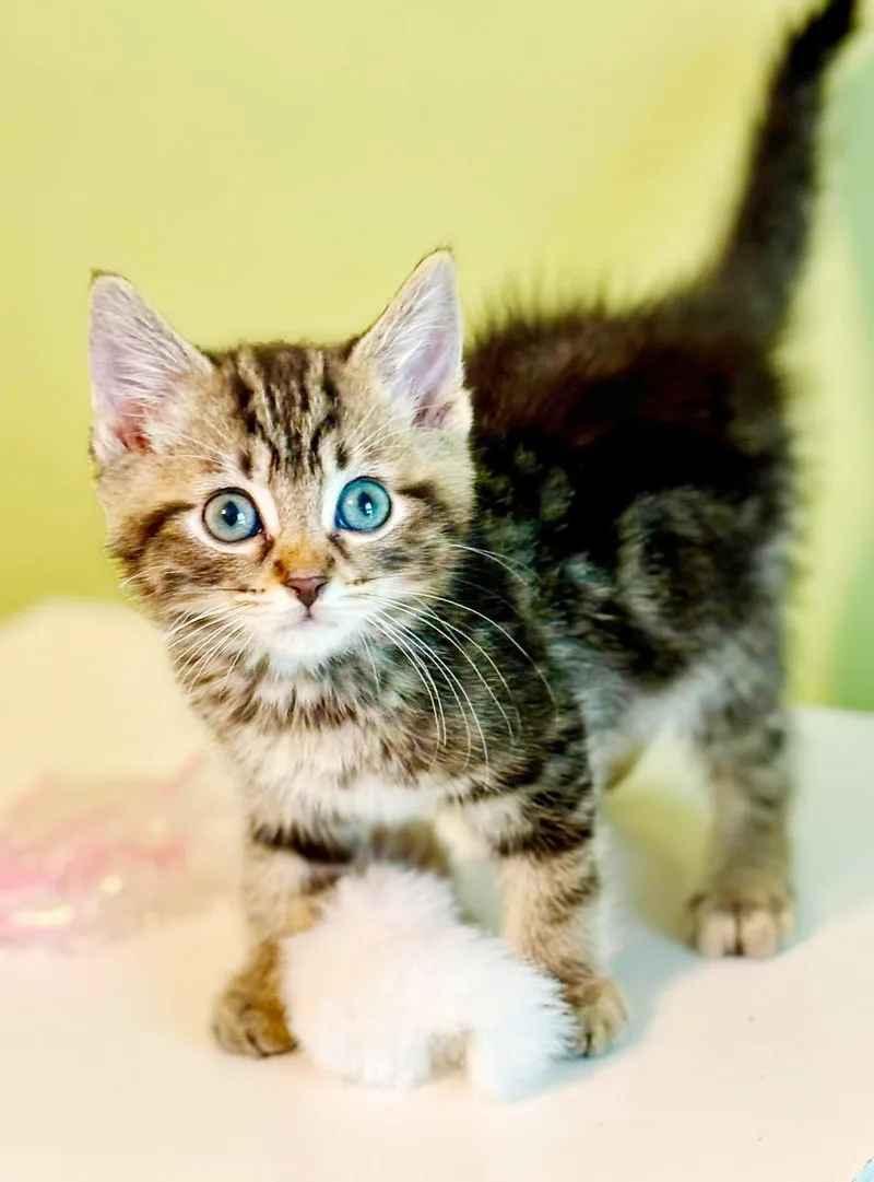 Orbit is the SWEETEST thumbnail 2