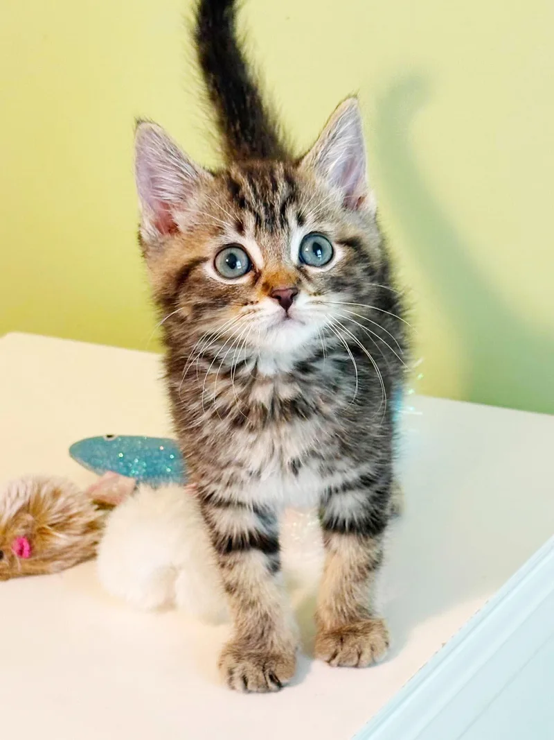 Orbit is the SWEETEST thumbnail 3
