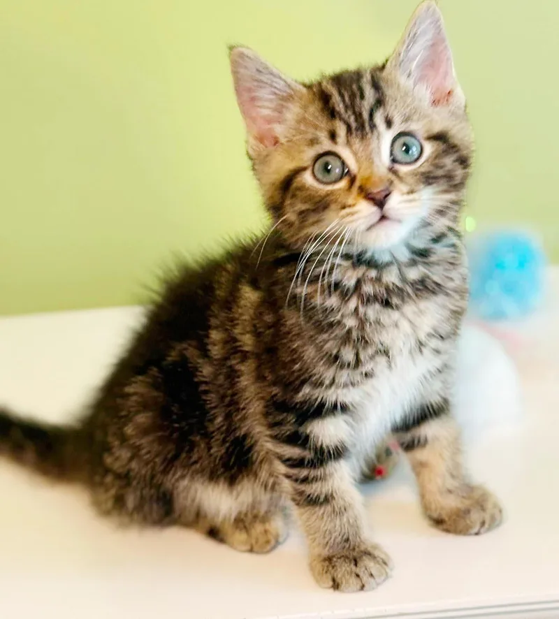 Orbit is the SWEETEST thumbnail 4