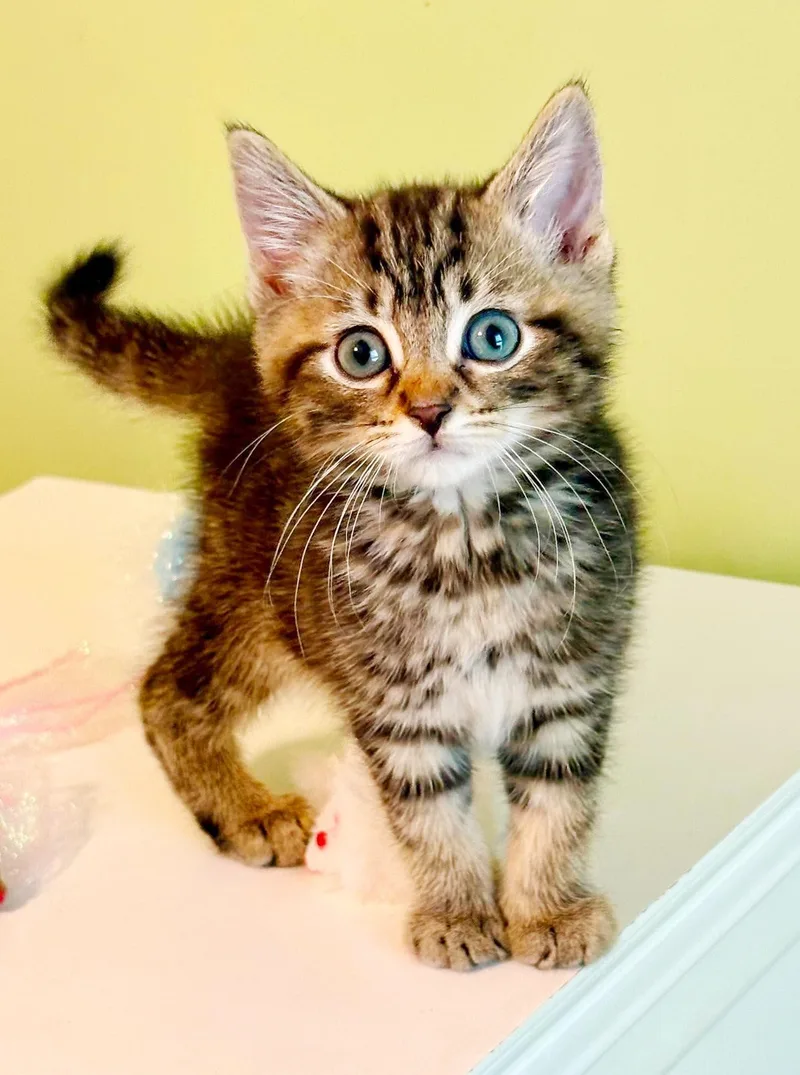 Orbit is the SWEETEST thumbnail 5