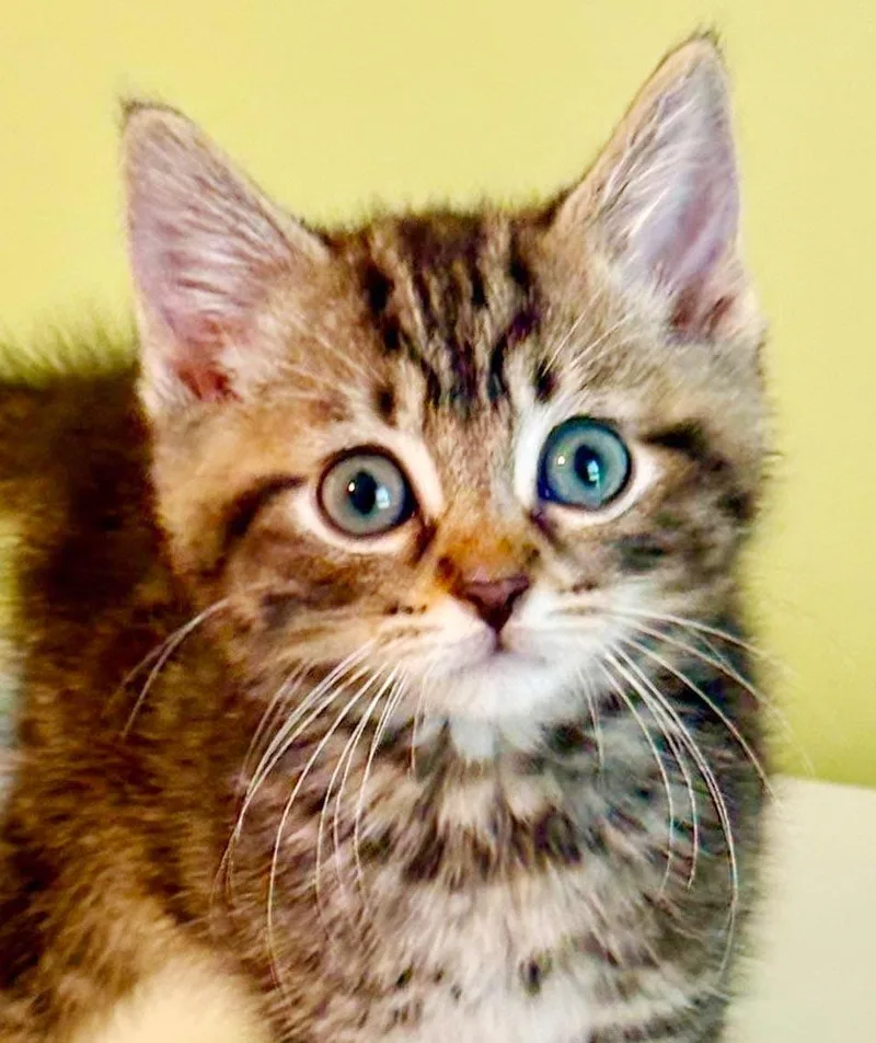Orbit is the SWEETEST thumbnail 6
