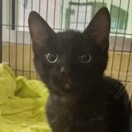 A baby medium-sized male Black Domestic Short Hair cat named Jupiter for adoption in Charleston, SC