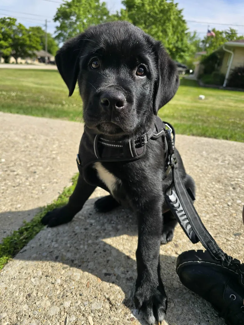 A baby extra large-sized male Black Mixed Breed dog named Clyde for adoption in Kenosha, WI
