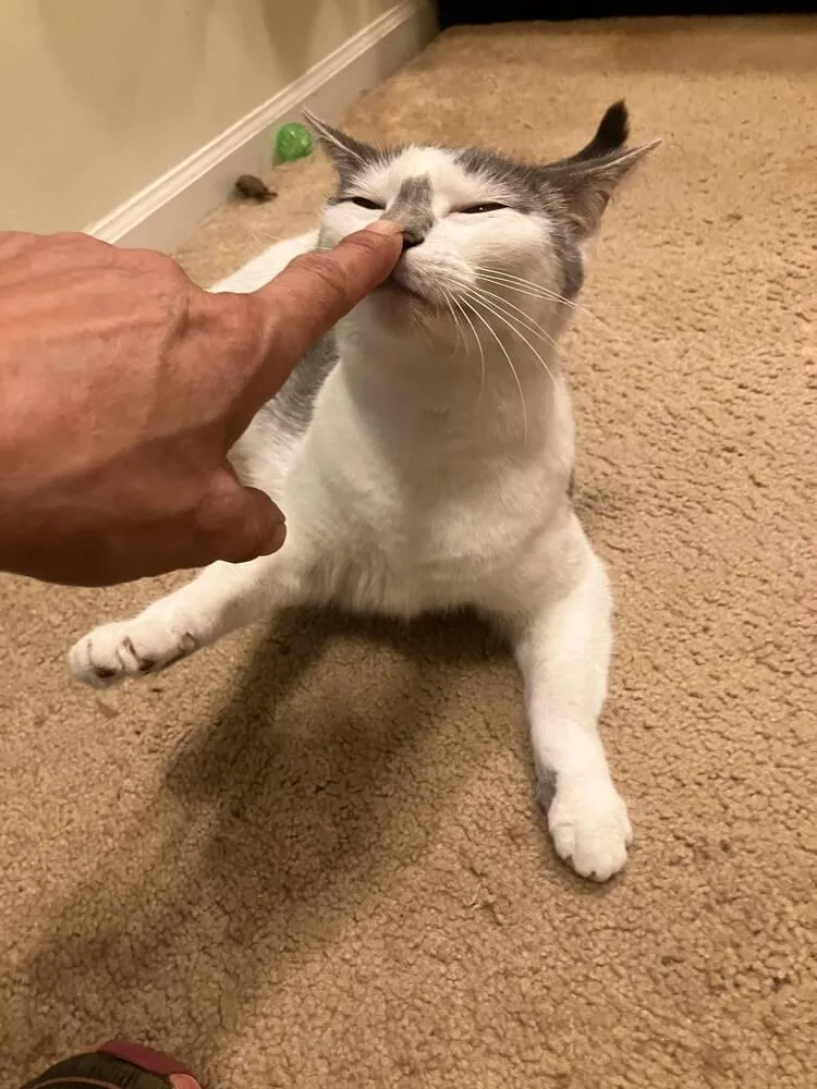 An adult medium-sized female Domestic Short Hair cat named Titi for adoption in Milton, DE