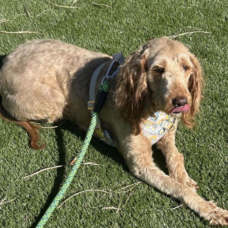 An adult large-sized female Golden Retriever dog named Sophie for adoption in Cincinnati, OH