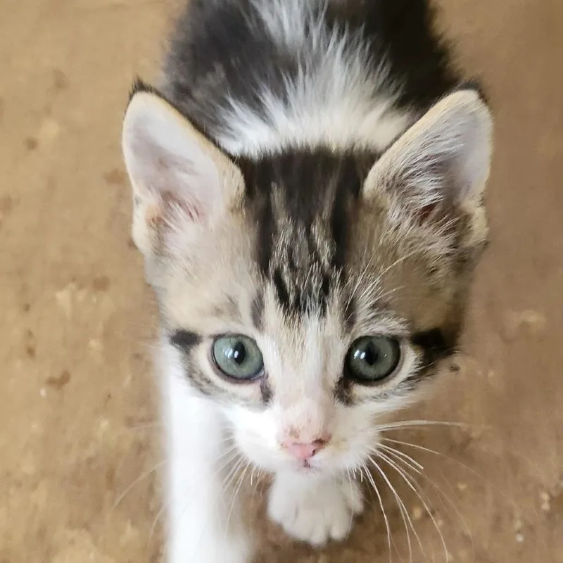 A baby small-sized male Black Domestic Short Hair cat named Cameron for adoption in Wickenburg, AZ