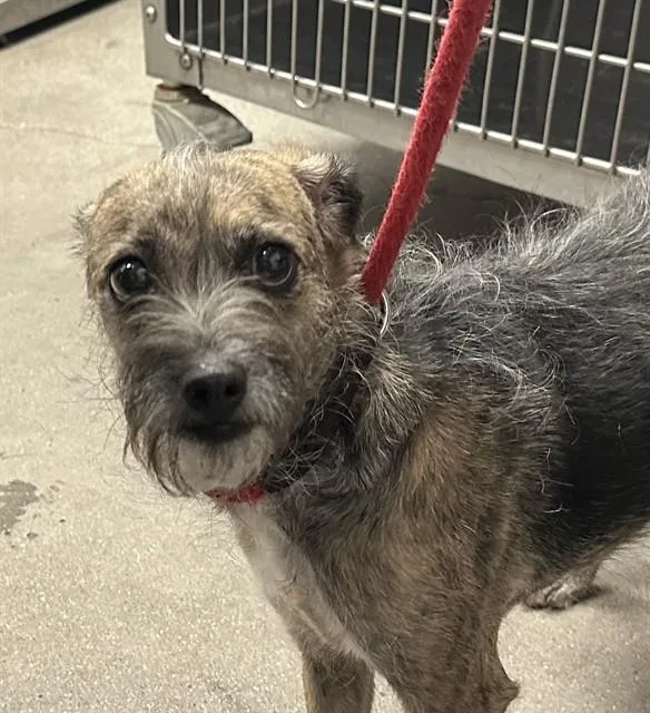An adult small-sized female Terrier dog named Naomi for adoption in Tucson, AZ