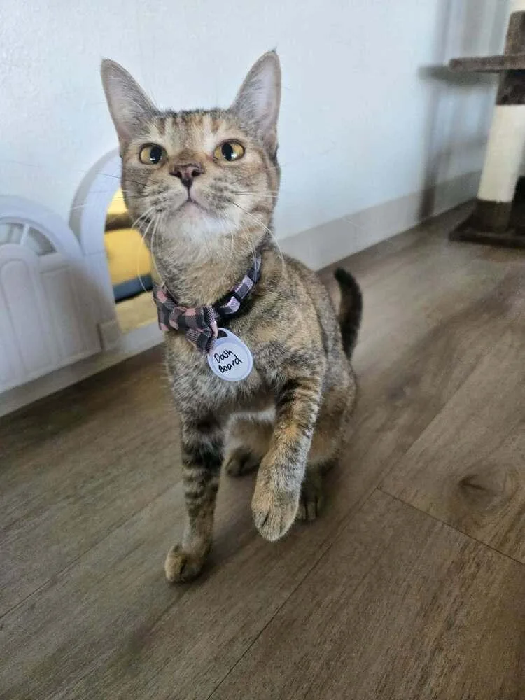 A young medium-sized female Domestic Short Hair cat named Dashboard for adoption in tucson, AZ