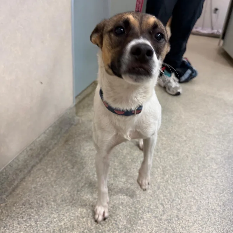 A young medium-sized female White / Cream Mixed Breed dog named Sawyer for adoption in Jacksonville, FL