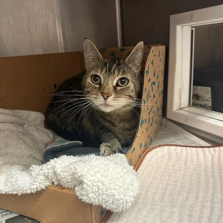 A senior large-sized female Torbie Domestic Short Hair cat named Rufio for adoption in Santa Barbara, CA