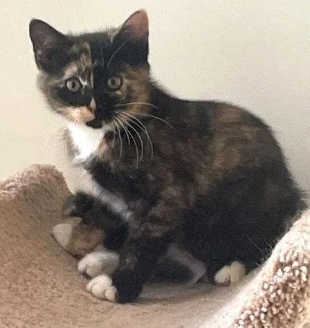 A baby medium-sized female Calico cat named Spicec for adoption in Greenville, DE