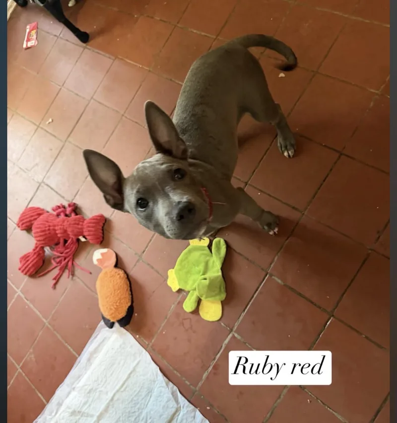 A baby medium-sized female Gray / Blue / Silver Pit Bull Terrier dog named Ruby for adoption in Semmes, AL