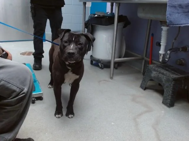 A young medium-sized male Pit Bull Terrier dog named Bench for adoption in Albuquerque, NM