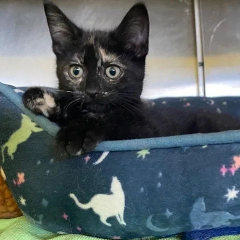 A baby small-sized female Black Domestic Short Hair cat named Blossom for adoption in Dayton, OH