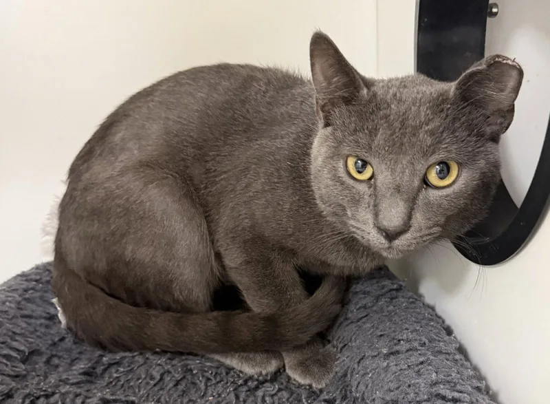 A young medium-sized male Gray / Blue / Silver Domestic Short Hair cat named Wrigley for adoption in Satellite Beach, FL