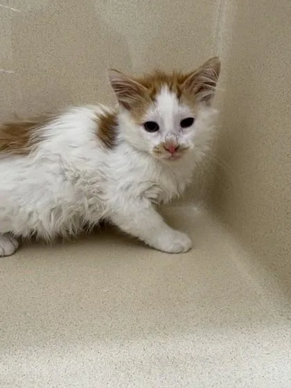 A baby medium-sized female Domestic Medium Hair cat named Jasmine for adoption in Pequot Lakes, MN