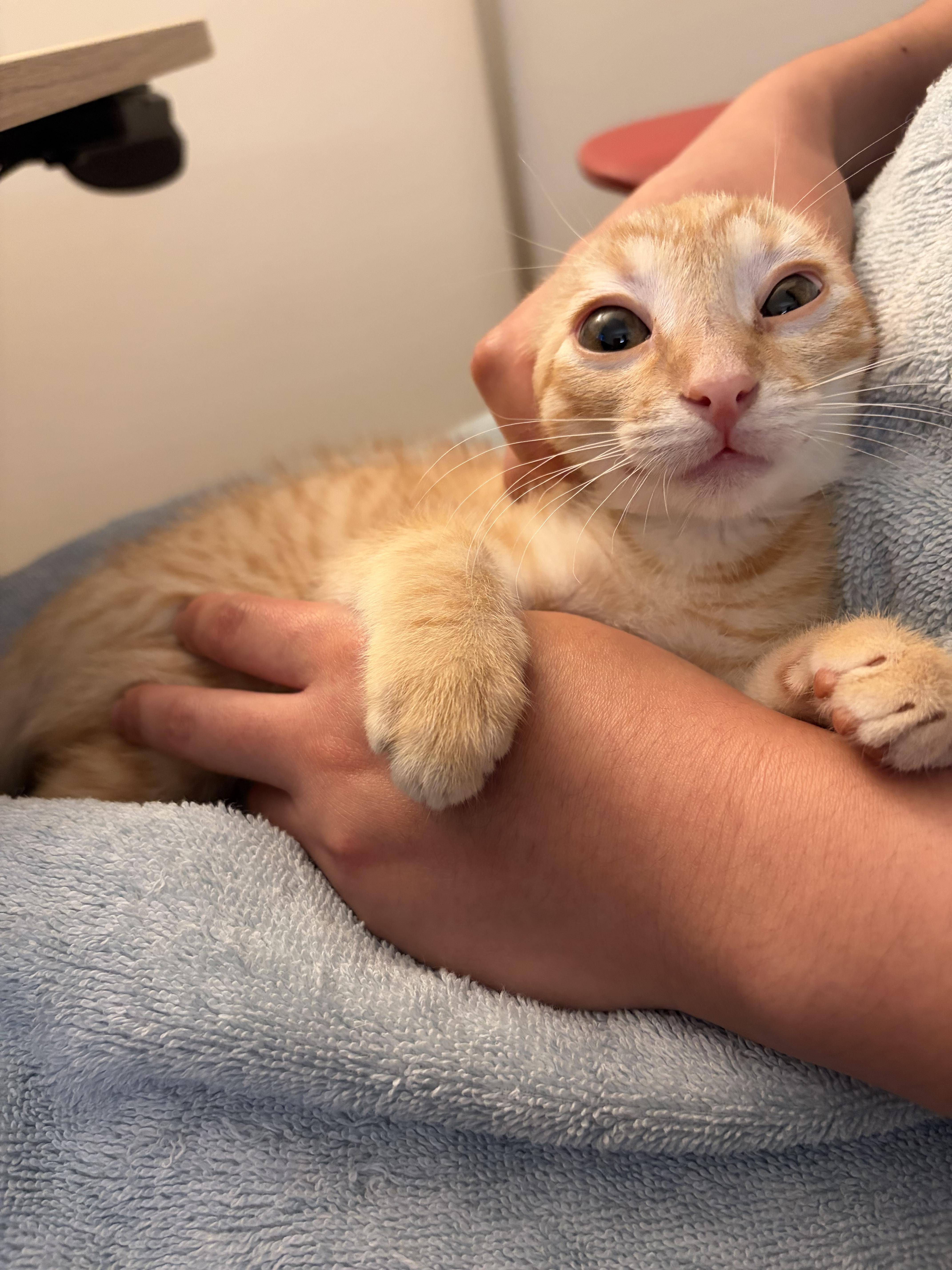 A baby medium-sized male Orange / Red Domestic Short Hair cat named Churro a sweet treat for adoption in San Francisco, CA