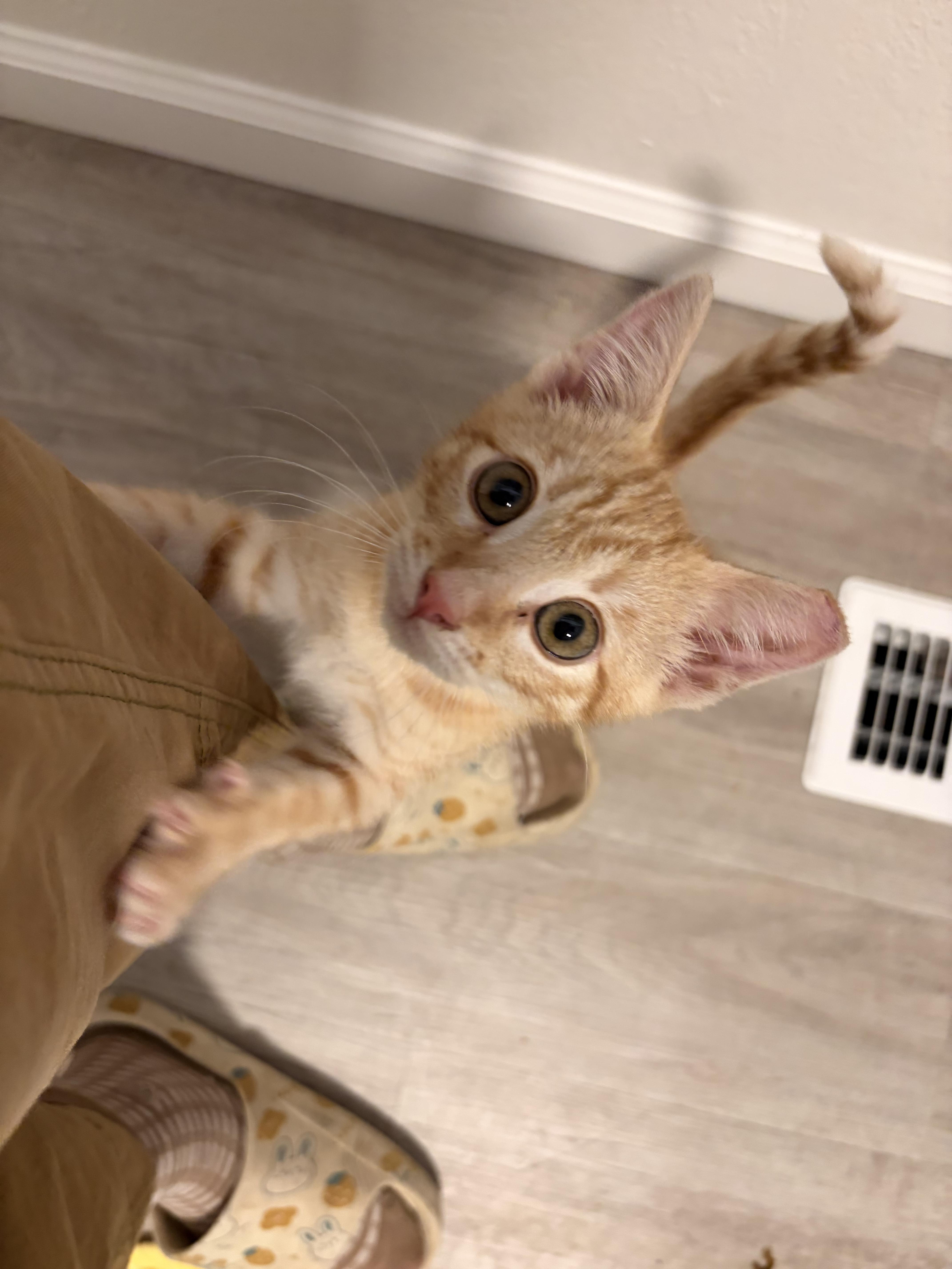 Churro a sweet treat thumbnail 2