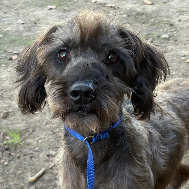 An adult small-sized male Schnauzer dog named Chip for adoption in Birmingham, AL