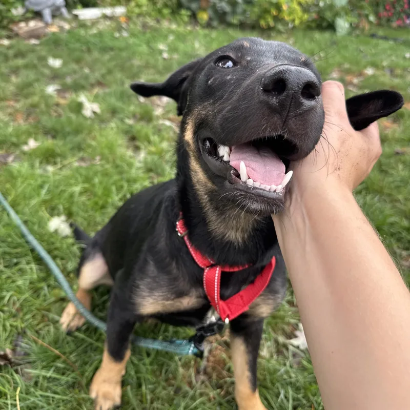 Wally thumbnail 2