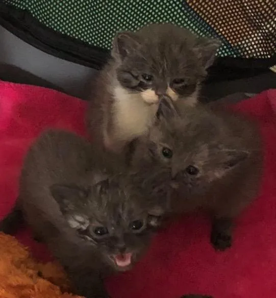 A baby small-sized male Domestic Short Hair cat named Byron for adoption in Cape Coral, FL