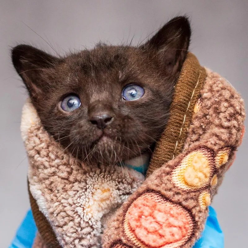 A baby small-sized male Domestic Short Hair cat named Dowoon From Day for adoption in Hattiesburg, MS