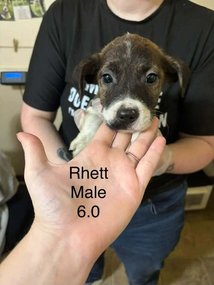 A baby medium-sized male Boxer dog named Johnson Rs : Rhett for adoption in Aurora, IN