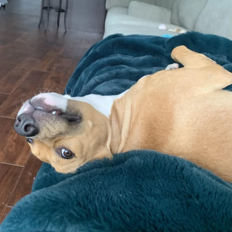 A young medium-sized male Apricot / Beige Hound dog named Bo for adoption in South Plainfield, NJ