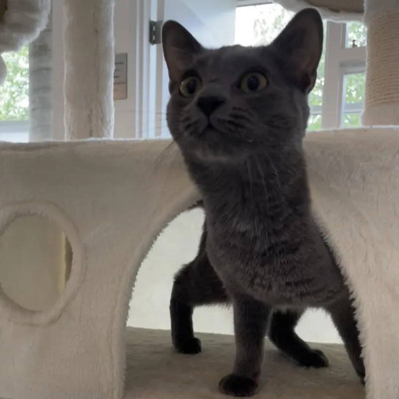 A young medium-sized female Gray / Blue / Silver Domestic Short Hair cat named Lulu for adoption in Warwick, RI