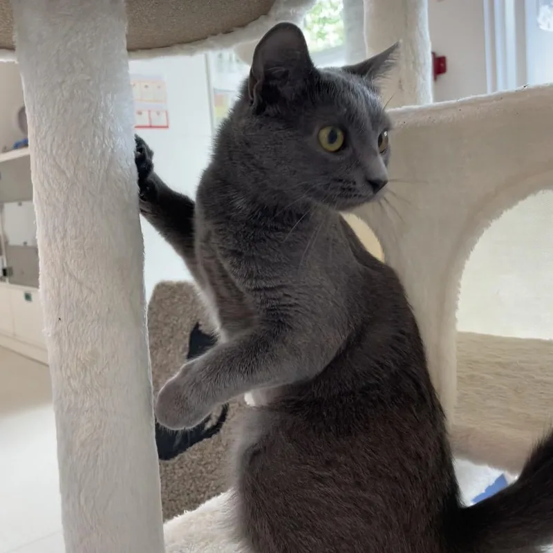 Lulu thumbnail 3