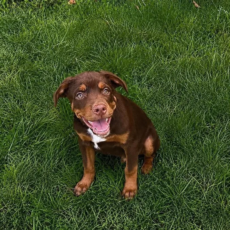 A baby large-sized male Brown / Chocolate Mixed Breed dog named Denver for adoption in Farmersville, OH