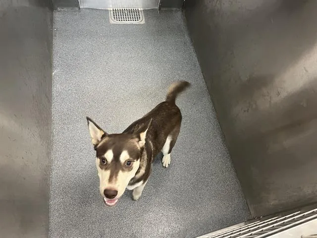 A young medium-sized male Mixed Breed dog named Leroy for adoption in Dallas, TX