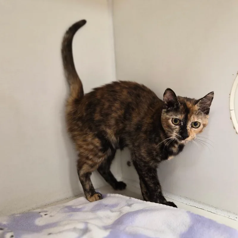 A young medium-sized female Tortoiseshell Domestic Short Hair cat named Pickles for adoption in Woodstock, IL